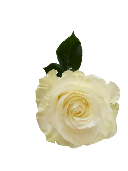 Plaque funéraire - Deux coeurs deux photos - Roses blanches sur coeur rouge