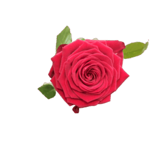 Rose naturelle à la tige - rouge