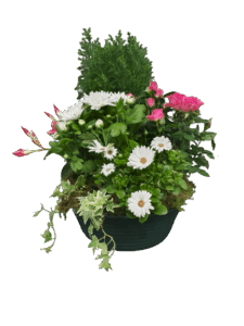 Coupe de plantes