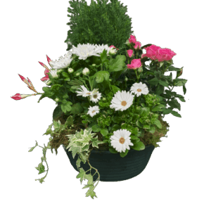 Coupe de plantes