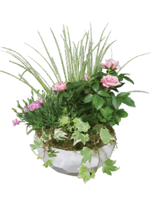 Coupe de plantes
