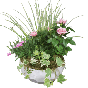 Coupe de plantes
