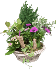 Panier de plantes