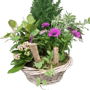 Panier de plantes