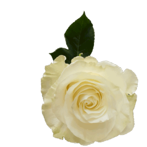 Rose naturelle à la tige - blanche